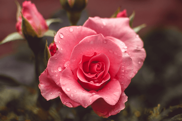 The History of The Rose